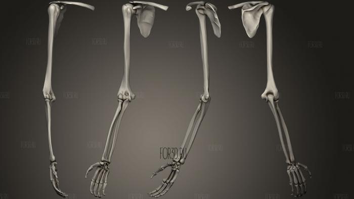 Arm Bone Right stl model for CNC